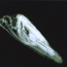 X-ray of Ibis Mummy