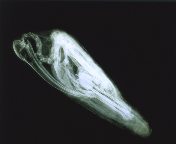 X-ray of Ibis Mummy