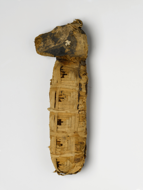 Dog Mummy, from Egypt