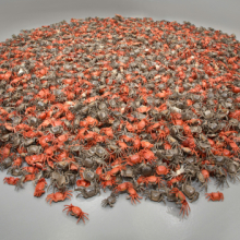 <p>Ai Weiwei (Chinese, b. 1957). <i>He Xie</i>, 2010. 3,200 porcelain crabs, dimensions variable. Installation at the Hirshhorn Museum and Sculpture Garden, Washington, D.C., 2012. Courtesy of Ai Weiwei Studio. Photo by Cathy Carver</p>