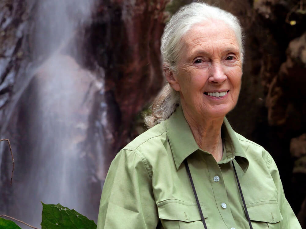 Brooklyn Museum Brooklyn Talks Dr. Jane Goodall and Friends SOLD OUT