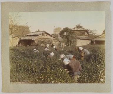 <em>"389. Gathers tea."</em>, 1890. Bw photographic print, sepia toned. Brooklyn Museum. (Photo: Brooklyn Museum, DS809_P56_vol1_no19b_PS4.jpg