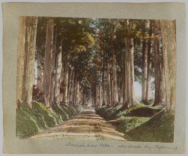 <em>"Annotated:  Imaichi Road, Nikko, about 20 miles long, Cryptomeria tree."</em>, 1890. Bw photographic print, sepia toned. Brooklyn Museum. (Photo: Brooklyn Museum, DS809_P56_vol1_no21b_PS4.jpg