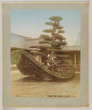 <em>"55. Pine tree at Kinkakuji Garden, Kioto."</em>, 1890. Bw photographic print, sepia toned. Brooklyn Museum. (Photo: Brooklyn Museum, DS809_P56_vol2_no60_PS4.jpg