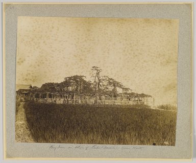 <em>"Annotated:  Big tree on shore of Lake Bewa, near Kioto."</em>, 1890. Bw photographic print, sepia toned. Brooklyn Museum. (Photo: Brooklyn Museum, DS809_P56_vol2_no64_PS4.jpg