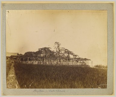 <em>"Annotated:  Big tree, Lake Bewa."</em>, 1890. Bw photographic print, sepia toned. Brooklyn Museum. (Photo: Brooklyn Museum, DS809_P56_vol2_no84_PS4.jpg