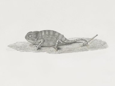 <em>"Chameleon"</em>. Printed material. Brooklyn Museum. (Photo: Brooklyn Museum, N370.41_F84_Chamelion_Natural_History_vol1_pl04_no4_PS6.jpg