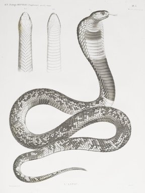<em>"Cobra"</em>. Printed material. Brooklyn Museum. (Photo: Brooklyn Museum, N370.41_F84_Cobra_Natural_History_vol1_reptiles_suppl_pl03_PS6.jpg