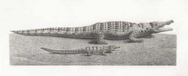 <em>"Crocodiles"</em>. Printed material. Brooklyn Museum. (Photo: Brooklyn Museum, N370.41_F84_Crocodiles_Natural_History_vol1_Reptiles_pl02_top_PS6.jpg