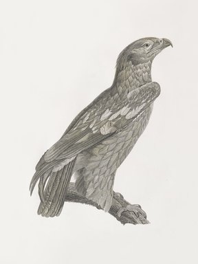 <em>"Falcon"</em>. Printed material. Brooklyn Museum. (Photo: Brooklyn Museum, N370.41_F84_Falcon_Natural_History_vol1_Oiseaux_pl02_right_PS6.jpg