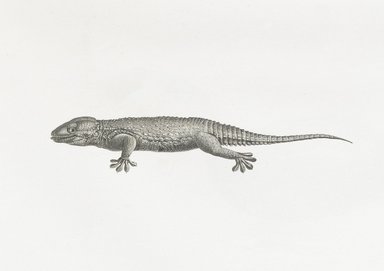 <em>"Gecko"</em>. Printed material. Brooklyn Museum. (Photo: Brooklyn Museum, N370.41_F84_Gecko_Natural_History_vol1_pl05_no7_PS6.jpg
