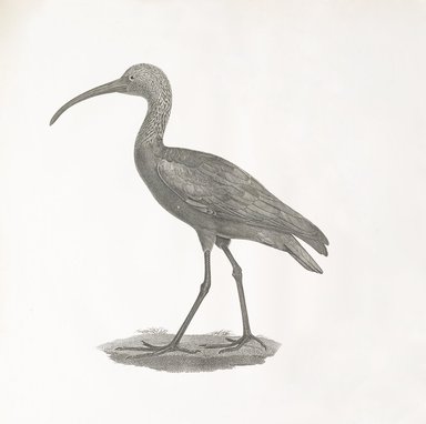 <em>"Ibis"</em>. Printed material. Brooklyn Museum. (Photo: Brooklyn Museum, N370.41_F84_Ibis_Natural_History_vol1_pl07_no2_PS6.jpg