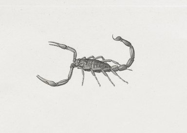 <em>"Scorpion"</em>. Printed material. Brooklyn Museum. (Photo: Brooklyn Museum, N370.41_F84_Scorpion_Natural_History_vol2_pl08_no1_PS6.jpg