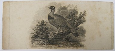 <em>"Clipped illustration of a pheasant. Reverse is blank."</em>. Printed material. Brooklyn Museum. (NK4210_L98_F14_Lycett_inv241.jpg