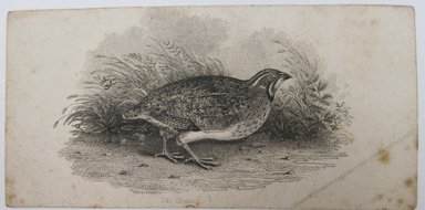 <em>"Clipped illustration of a quail. Reverse is blank."</em>. Printed material. Brooklyn Museum. (NK4210_L98_F14_Lycett_inv242.jpg