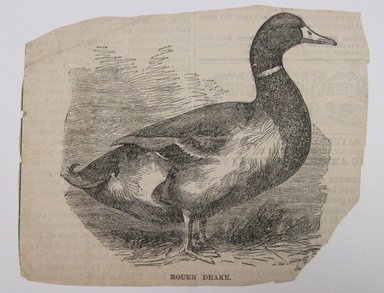 <em>"Rouen Drake. Clipped illustration of a duck with caption 'Rouen Drake.' Reverse has text.."</em>. Printed material. Brooklyn Museum. (NK4210_L98_F14_Lycett_inv244.jpg