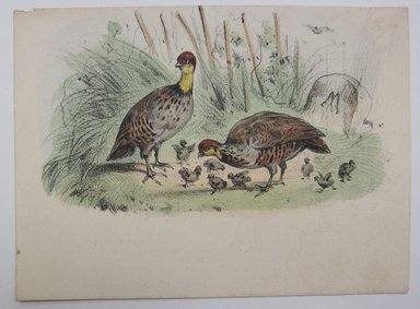 <em>"Clipped illustration of 2 adult quails and many quail chicks. Reverse is blank."</em>. Printed material. Brooklyn Museum. (NK4210_L98_F14_Lycett_inv274.jpg