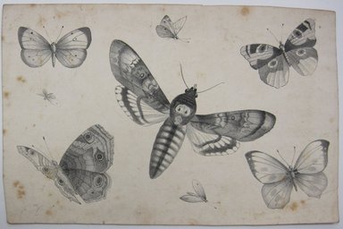 <em>"Sheet of paper with 8 illustrations of moths. Reverse has two pencil drawings of moths."</em>. Printed material. Brooklyn Museum. (NK4210_L98_F14_Lycett_inv286.jpg