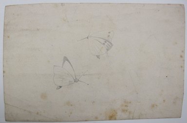 <em>"Sheet of paper with 8 illustrations of moths. Reverse has two pencil drawings of moths."</em>. Printed material. Brooklyn Museum. (NK4210_L98_F14_Lycett_inv286_verso.jpg