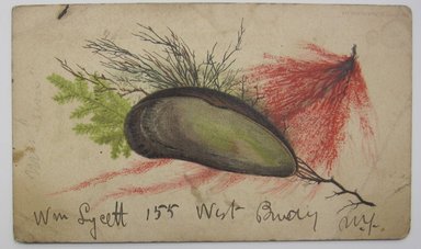 <em>"Painting of a mussel shell in front of seaweed. 'Wm Lycett 155 West Bway N.Y.' written in ink on bottom of sheet and 'Mrs. Lewiis' written in pencil on left of sheet. 'W.M. LYCETT/23 UNION SQUARE/NEW YORK/ART SCHOOL' stamped on reverse."</em>. Printed material. Brooklyn Museum. (NK4210_L98_F14_Lycett_inv293.jpg