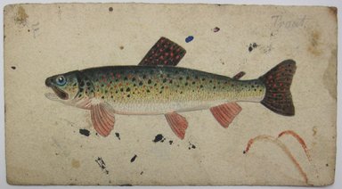 <em>"Painting of fish. 'Trout' written in graphite on top right of sheet. Reverse has sketch of another fish."</em>. Printed material. Brooklyn Museum. (NK4210_L98_F14_Lycett_inv297.jpg