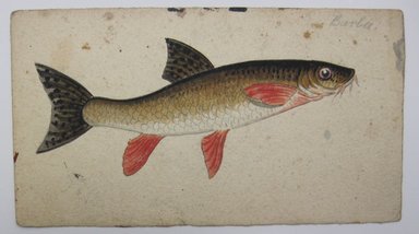 <em>"Painting of a fish. 'Barba' written in graphite on top right of sheet. 'W.M. LYCETT/23 UNION SQUARE,/NEW YORK./ART SCHOOL' stamped on reverse"</em>. Printed material. Brooklyn Museum. (NK4210_L98_F14_Lycett_inv298.jpg