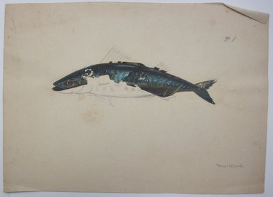 <em>"Partially colored in painting of a fish. '#1 written in graphite at top right of sheet and 'Mackerel' written in graphite at bottom right. Reverse is blank."</em>. Printed material. Brooklyn Museum. (NK4210_L98_F14_Lycett_inv300.jpg