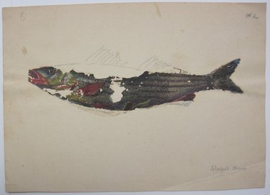 <em>"Partially colored in painting of a fish. '#2' written in graphite at top right of sheet and 'Striped Bass' written in graphite at bottom right. Reverse is blank."</em>. Printed material. Brooklyn Museum. (NK4210_L98_F14_Lycett_inv301.jpg