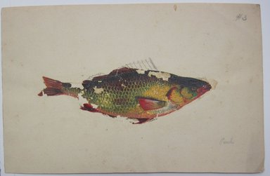 <em>"Partially colored in painting of a fish. '#3' written in graphite at top right of sheet and 'Perch' written in graphite at bottom right. Graphite drawings of seaweed on reverse."</em>. Printed material. Brooklyn Museum. (NK4210_L98_F14_Lycett_inv302.jpg