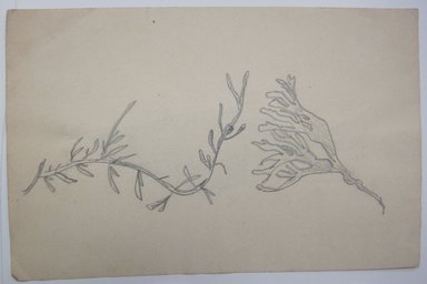 <em>"Partially colored in painting of a fish. '#3' written in graphite at top right of sheet and 'Perch' written in graphite at bottom right. Graphite drawings of seaweed on reverse."</em>. Printed material. Brooklyn Museum. (NK4210_L98_F14_Lycett_inv302_verso.jpg