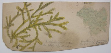 <em>"Painting of two types of seaweed with notes in graphite about their scientific names. Reverse is blank."</em>. Printed material. Brooklyn Museum. (NK4210_L98_F14_Lycett_inv303.jpg