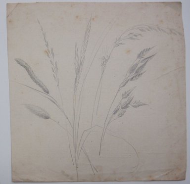 <em>"Graphite drawing of stalks of grass on the back of a page from a book. Reverse has text."</em>. Printed material. Brooklyn Museum. (NK4210_L98_F14_Lycett_inv320.jpg