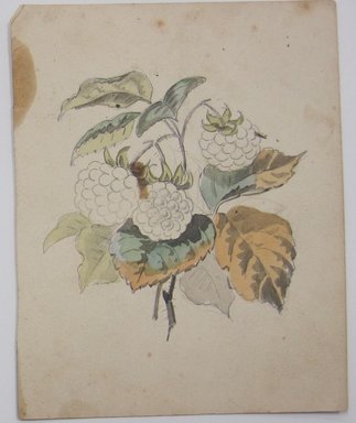 <em>"Partially colored in drawing of berries and leaves. Reverse is blank."</em>. Printed material. Brooklyn Museum. (NK4210_L98_F14_Lycett_inv324.jpg