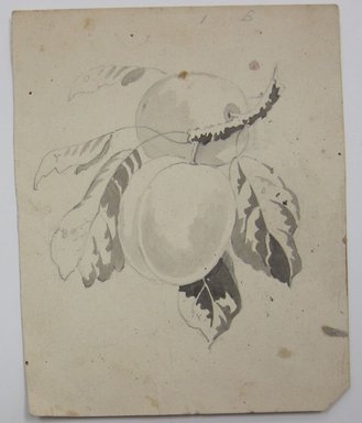 <em>"Black and white ink drawing peaches and leaves on a branch. Reverse is blank."</em>. Printed material. Brooklyn Museum. (NK4210_L98_F14_Lycett_inv328.jpg