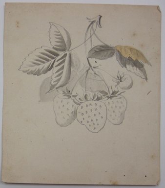 <em>"Drawing of strawberries and leaves. Reverse is blank."</em>. Printed material. Brooklyn Museum. (NK4210_L98_F14_Lycett_inv330.jpg