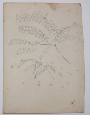 <em>"Drawing of leaves. Reverse has drawing of flowers and leaves."</em>. Printed material. Brooklyn Museum. (NK4210_L98_F14_Lycett_inv331.jpg