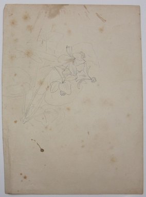 <em>"Drawing of leaves. Reverse has drawing of flowers and leaves."</em>. Printed material. Brooklyn Museum. (NK4210_L98_F14_Lycett_inv331_verso.jpg