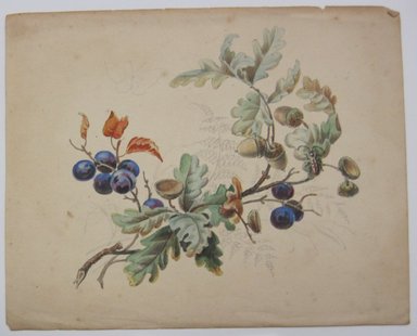 <em>"Painting of berries, leaves, and acorns. Reverse is blank."</em>. Printed material. Brooklyn Museum. (NK4210_L98_F14_Lycett_inv332.jpg