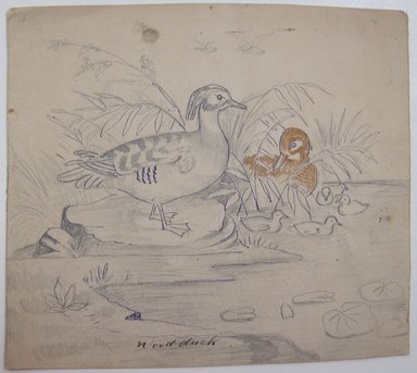 <em>"Graphite and ink drawing of ducks with ducklings, with caption 'Wood duck' written in black ink. Reverse has two ducks, with caption 'Teal' and notes on coloring."</em>. Printed material. Brooklyn Museum. (NK4210_L98_F14_Lycett_inv335.jpg