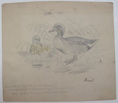 <em>"Graphite and ink drawing of ducks with ducklings, with caption 'Wood duck' written in black ink. Reverse has two ducks, with caption 'Teal' and notes on coloring."</em>. Printed material. Brooklyn Museum. (NK4210_L98_F14_Lycett_inv335_verso.jpg