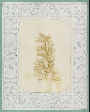 <em>"Algae or seaweed specimen, pasted on colored construction paper, framed by paper lace doilies. The algae have been arranged into designs and scenes."</em>, 1848. Printed material. Brooklyn Museum. (Photo: Brooklyn Museum, QK567_Se1_Sea_Weeds_p004_PS4.jpg