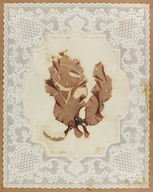 <em>"Algae or seaweed specimen, pasted on colored construction paper, framed by paper lace doilies. The algae have been arranged into designs and scenes."</em>, 1848. Printed material. Brooklyn Museum. (Photo: Brooklyn Museum, QK567_Se1_Sea_Weeds_p005_PS4.jpg