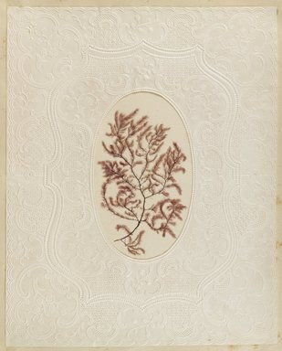 <em>"Algae or seaweed specimen, pasted on colored construction paper, framed by paper lace doilies. The algae have been arranged into designs and scenes."</em>, 1848. Printed material. Brooklyn Museum. (Photo: Brooklyn Museum, QK567_Se1_Sea_Weeds_p006_PS4.jpg