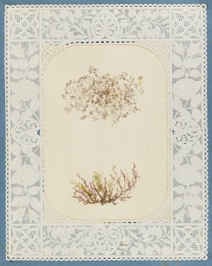 <em>"Algae or seaweed specimen, pasted on colored construction paper, framed by paper lace doilies. The algae have been arranged into designs and scenes."</em>, 1848. Printed material. Brooklyn Museum. (Photo: Brooklyn Museum, QK567_Se1_Sea_Weeds_p007_PS4.jpg