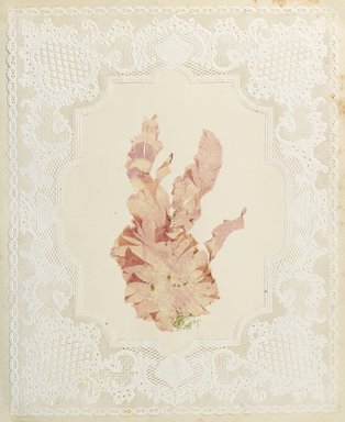 <em>"Algae or seaweed specimen, pasted on colored construction paper, framed by paper lace doilies. The algae have been arranged into designs and scenes."</em>, 1848. Printed material. Brooklyn Museum. (Photo: Brooklyn Museum, QK567_Se1_Sea_Weeds_p011_PS4.jpg