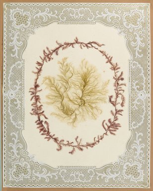 <em>"Algae or seaweed specimen, pasted on colored construction paper, framed by paper lace doilies. The algae have been arranged into designs and scenes."</em>, 1848. Printed material. Brooklyn Museum. (Photo: Brooklyn Museum, QK567_Se1_Sea_Weeds_p013_PS4.jpg