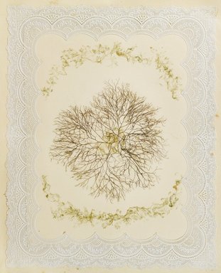 <em>"Algae or seaweed specimen, pasted on colored construction paper, framed by paper lace doilies. The algae have been arranged into designs and scenes."</em>, 1848. Printed material. Brooklyn Museum. (Photo: Brooklyn Museum, QK567_Se1_Sea_Weeds_p014_PS4.jpg
