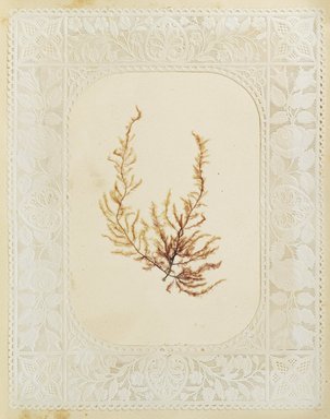 <em>"Algae or seaweed specimen, pasted on colored construction paper, framed by paper lace doilies. The algae have been arranged into designs and scenes."</em>, 1848. Printed material. Brooklyn Museum. (Photo: Brooklyn Museum, QK567_Se1_Sea_Weeds_p015_PS4.jpg