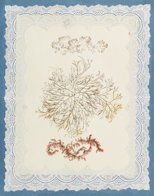 <em>"Algae or seaweed specimen, pasted on colored construction paper, framed by paper lace doilies. The algae have been arranged into designs and scenes."</em>, 1848. Printed material. Brooklyn Museum. (Photo: Brooklyn Museum, QK567_Se1_Sea_Weeds_p018_PS4.jpg