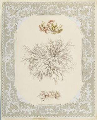 <em>"Algae or seaweed specimen, pasted on colored construction paper, framed by paper lace doilies. The algae have been arranged into designs and scenes."</em>, 1848. Printed material. Brooklyn Museum. (Photo: Brooklyn Museum, QK567_Se1_Sea_Weeds_p019_PS4.jpg